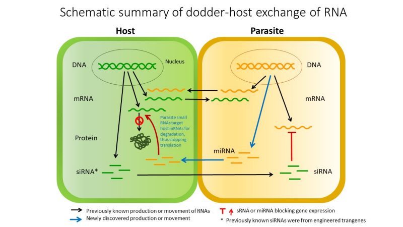 This figure summarizes the dodder-host exchange of RNA.