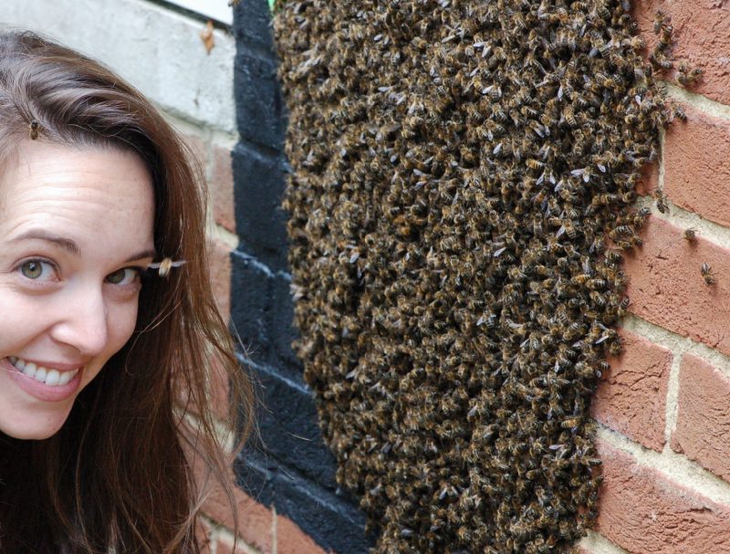 Margaret Couvillon is working to decode, analyze, and map the dances of honey bees in order to determine where bees are foraging.
