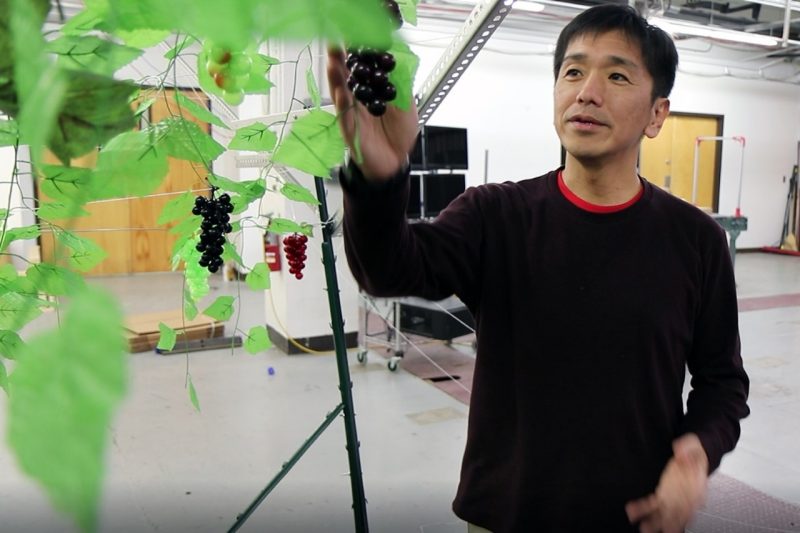 Professor Tomo Furukawa handles grapes in artificial vineyard