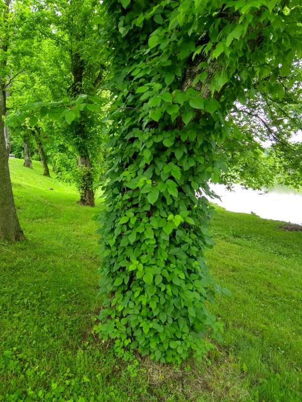 Poison Ivy image of poison ivy choking a tree