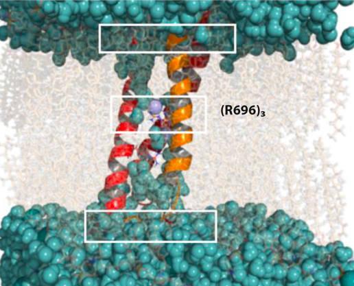 TMD of HIV surface protein