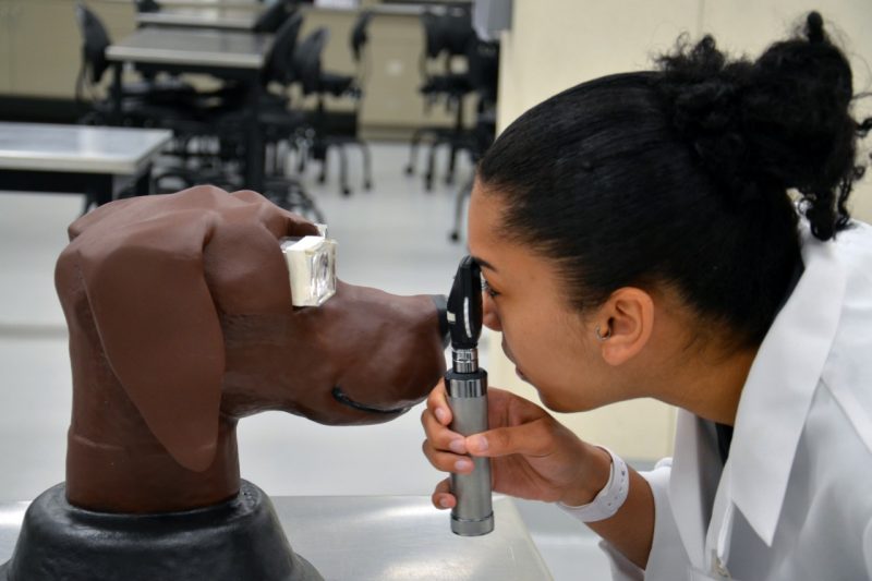 Program participant gives model dog an eye exam