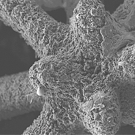 Zoomed SEM image of graphene octet-truss showing porous struts at 10 micrometers