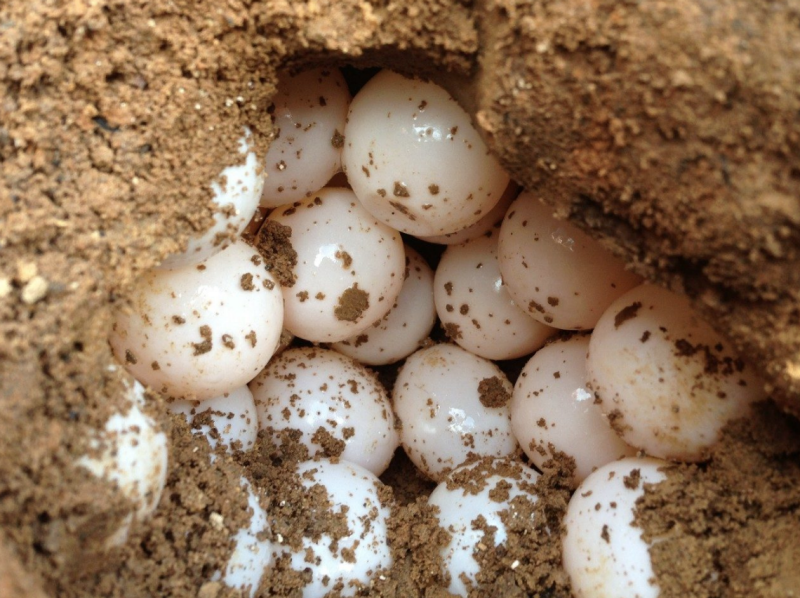 snapping turtle nest