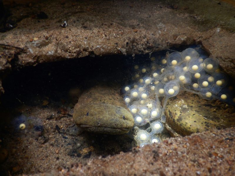 Hellbender salamander with his eggs