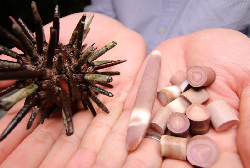 Sea urchin spines