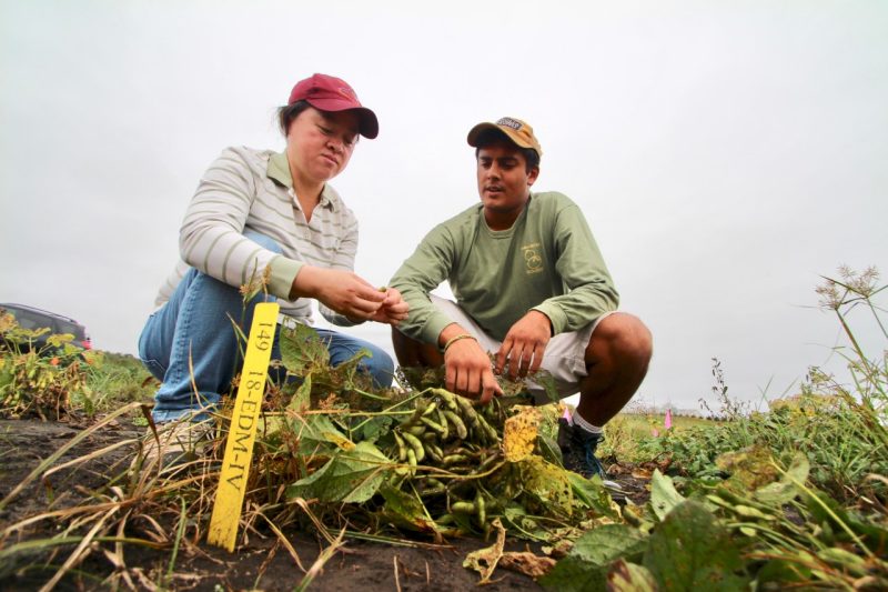 Bo Zhang and graduate student Nick Lord work on a research project to grow more edamame plants in the U.S.