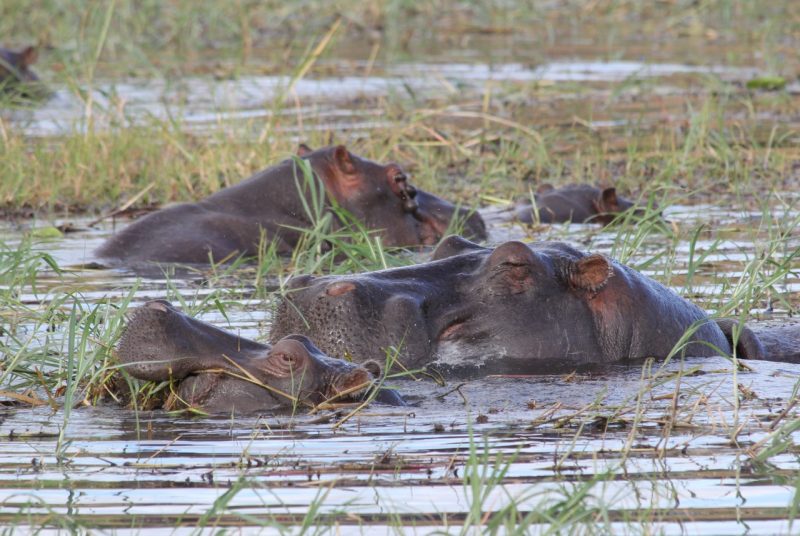 cnre-hippos