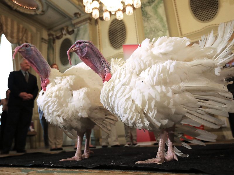 Images of 2 White House turkeys 