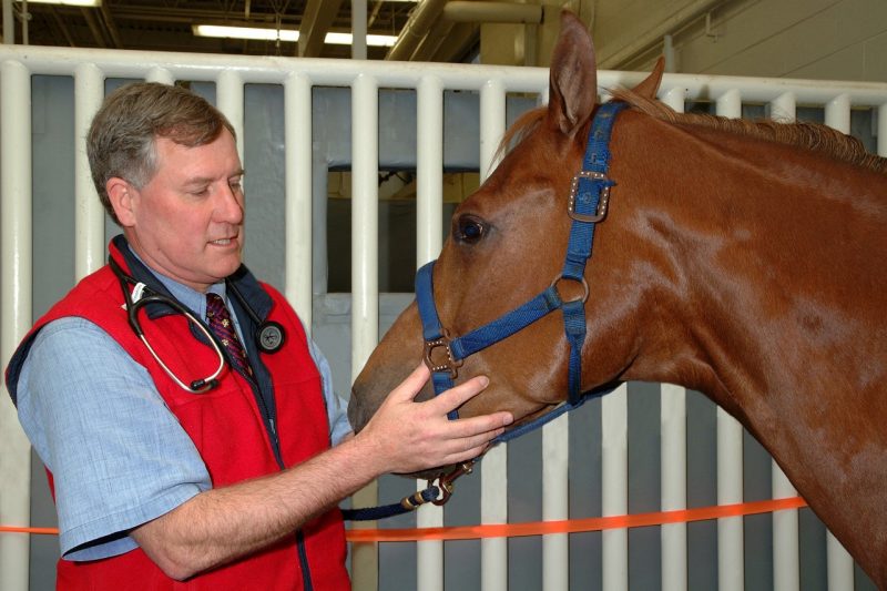 David Hodgson examines a horse