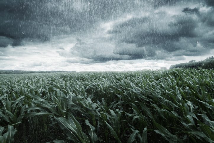 Rain on crops