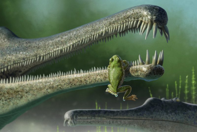 Chinle frogs with phytosaur