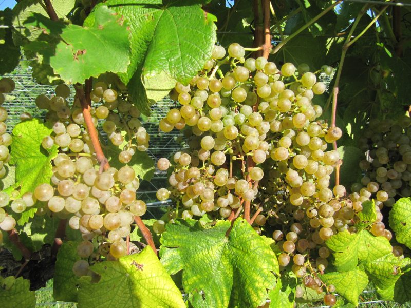 image of grapes for wine 