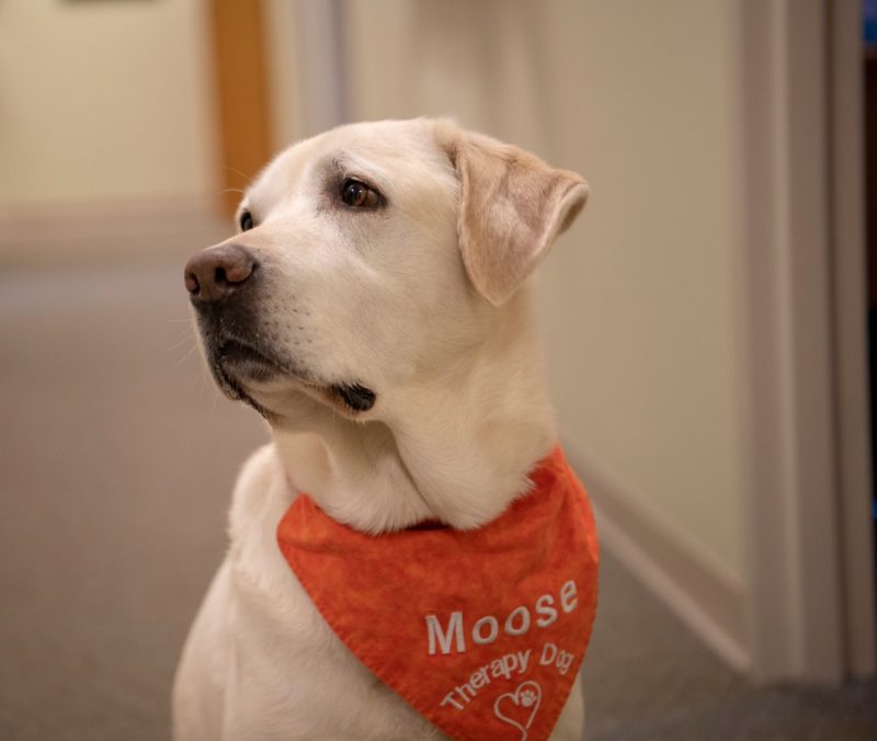 Moose the therapy dog