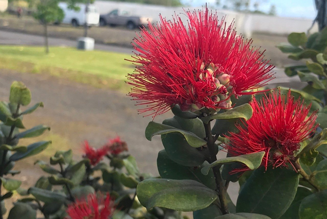 Virginia Tech team working to preserve the treasure of Hawaii’s forests Virginia Tech News