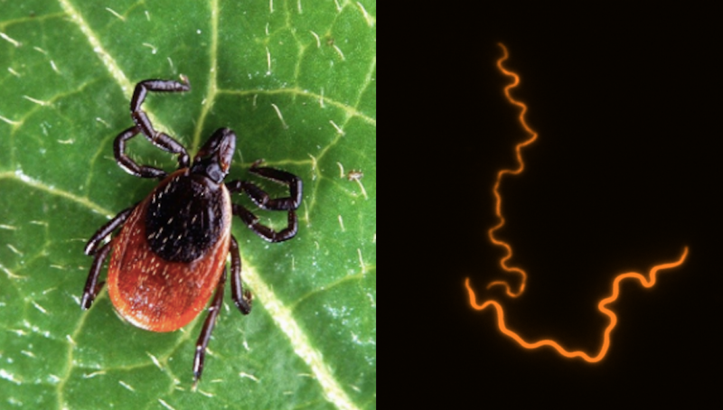 Deer tick (left) and image of the bacteria that causes Lyme disease (right)