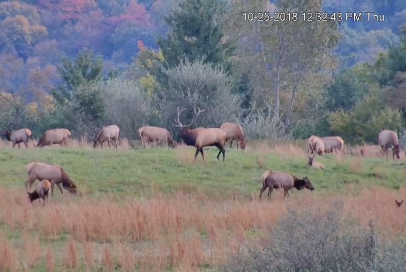 About a dozen elk, including one bull, in a meadow.