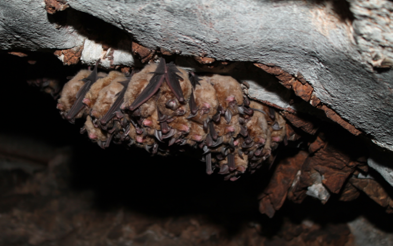 Rhinolophus ferrumequinum bat population in China