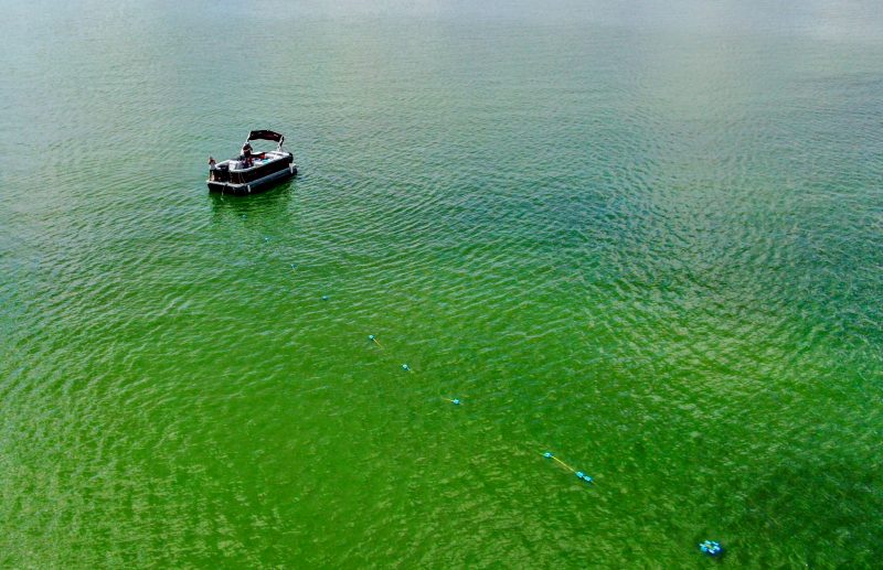 Harmful algal blooms Harmful algal blooms