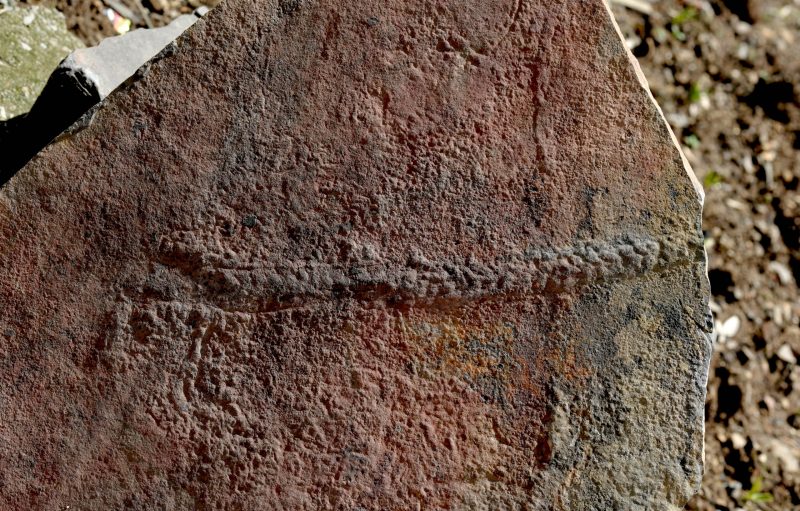 A fossilized trail of the animal Yilingia spiciformis, dating back 550 million years