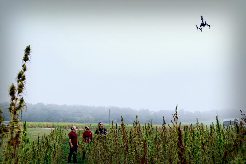Drs. Foroutan, Schmale, and Ross watch their drone flying over a hemp field.
