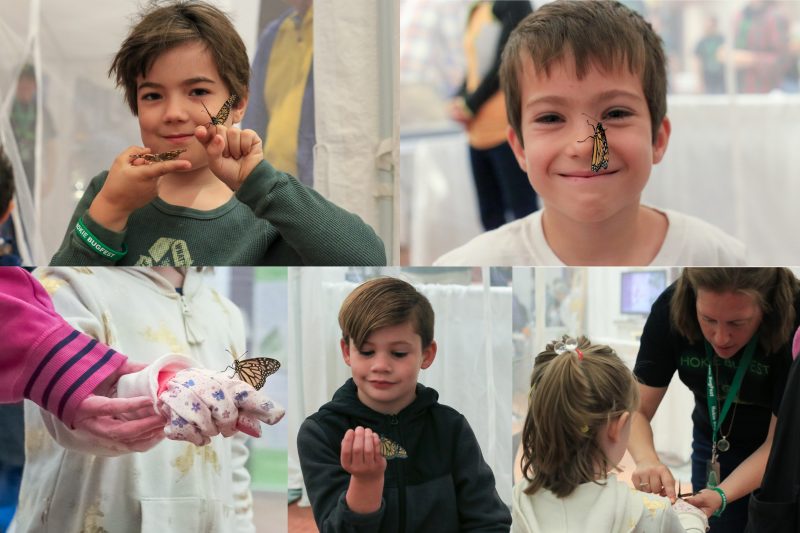 A collaged photo with kids and their fluttering butterfly friends. Left upper: A girl is holding two butterflies on each hand. Right upper: A monarch rests on the nose of a young boy. Lower left: An elderly relative holds the hand of a young girl, who has a butterfly on her index finger. Lower middle: A boy holds his hand curled towards him, with a monarch butterfly resting on his pinky finger. Lower right: A Hokie BugFest staff member is helping a butterfly land on a little girl's arm.