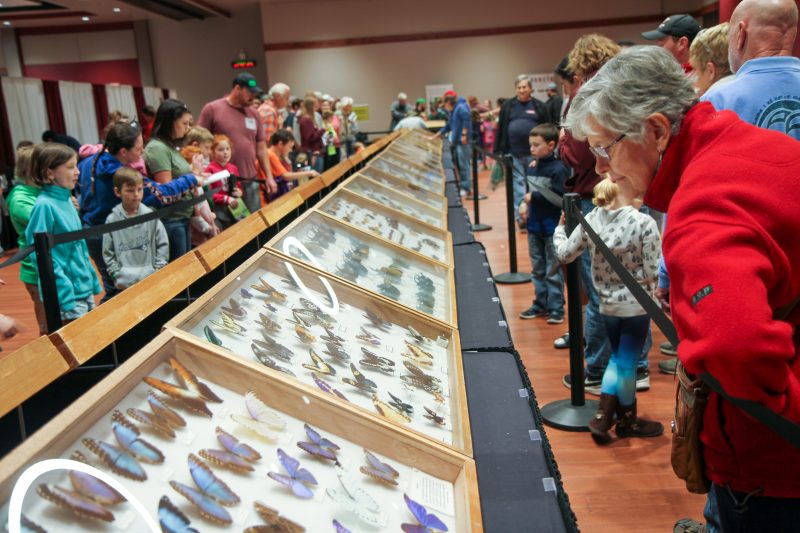 An elderly woman in a bright red jacket inspects the large array of insect exhibits, which are comprised of butterflies in large glass cases. 