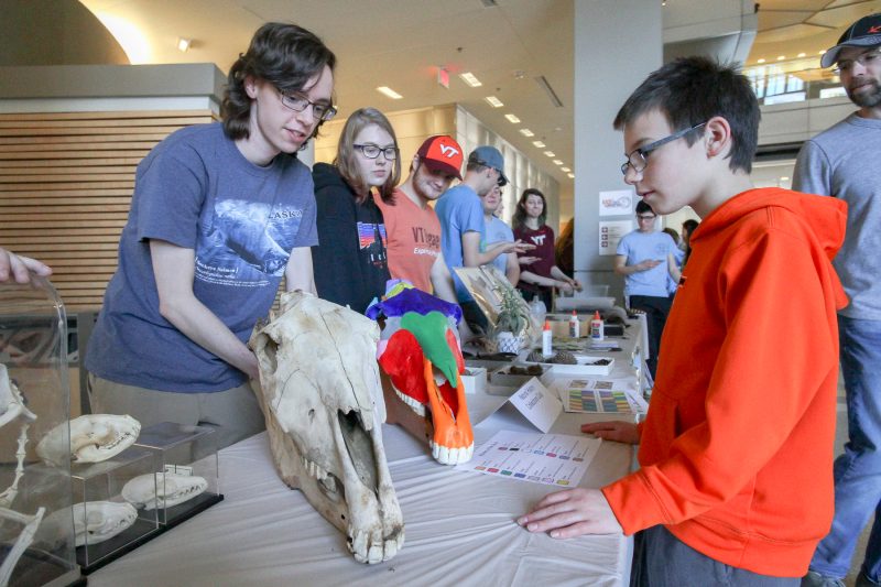 A volunteer from the Natural History Collections Club at Virginia Tech is pointing to two horse skulls, one of which is bare bone, and the other is painted so kids can easily identify each bone.