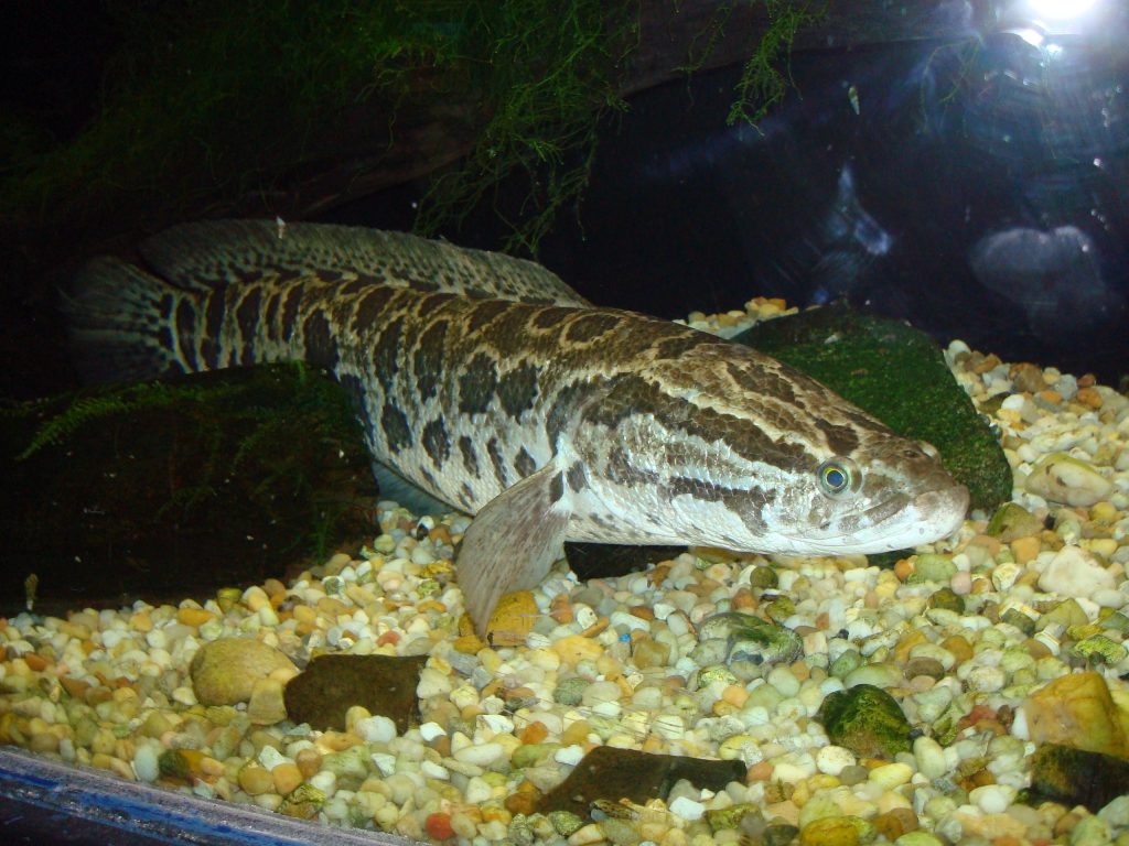 You spot a land-crawling “Frankenfish,” now what?