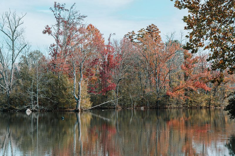 Trees on the Duck Pond start to change color in early November