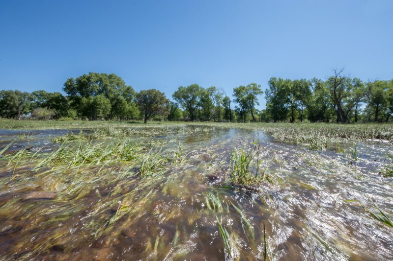 Flood irrigation creates wetland habitats when the water flows over the landscape.
