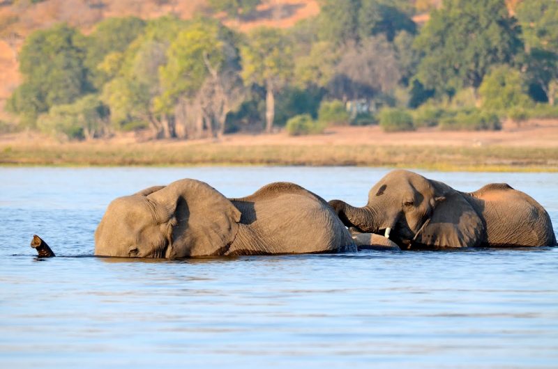 African elephants in the Chobe River. 