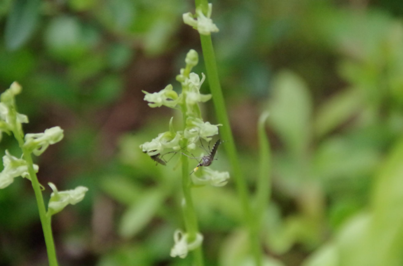 Two mosquitos are on a brilliantly green Platanthera orchid. The mosquito in the forefront has two yellow pollen masses stuck on its head. The mosquito in the background is drinking nectar from another flower. Photo courtesy of Chloé Lahondère for Virginia Tech.