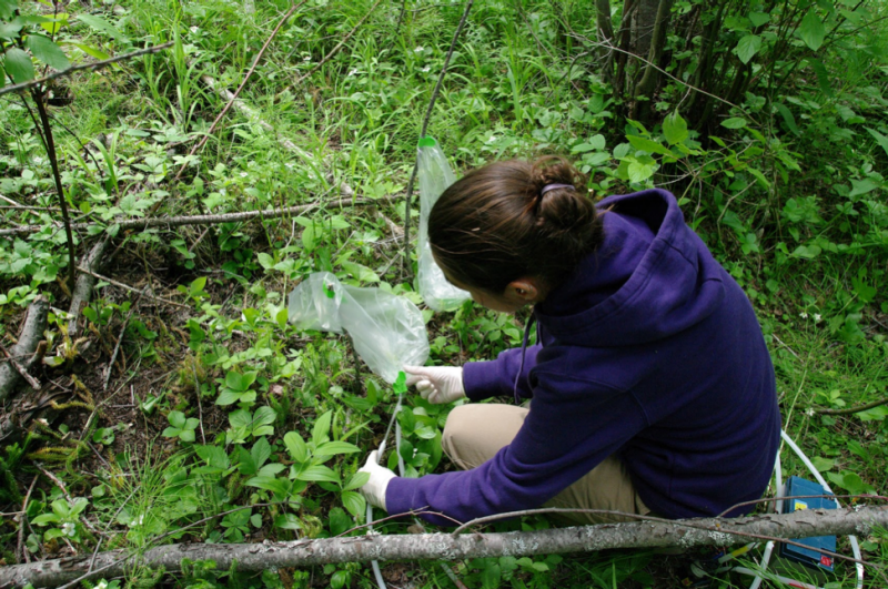 Chloé Lahondère, setting up the scent collection system around mosquito pollinated orchids. She is on her knees, with a device behind her, and she is holding onto bags that are attached and enveloping the orchids. Photo courtesy of Clément Vinauger for Virginia Tech.