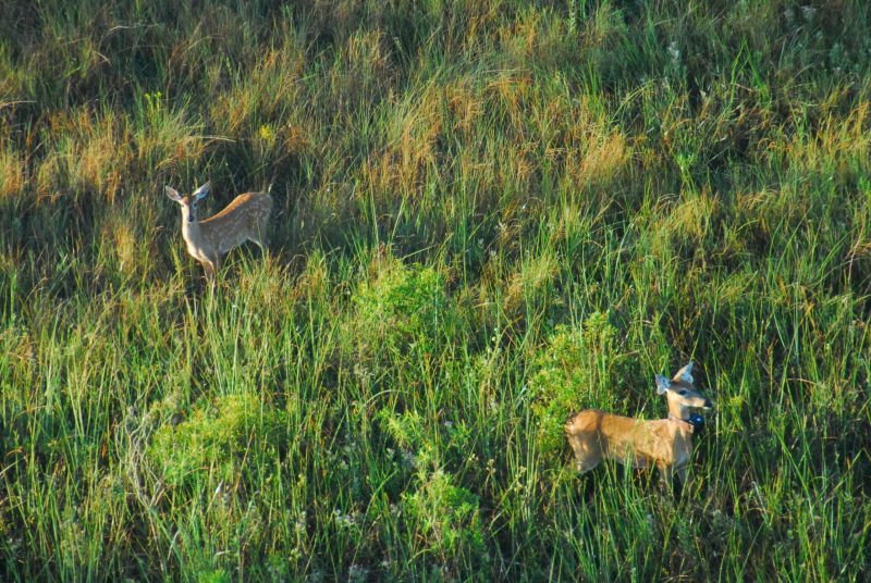 Overhead view of two deer standing in a meadow of tall grass.