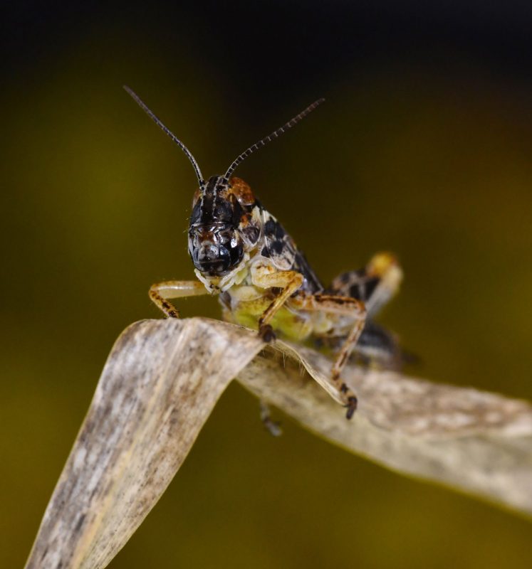 Image of a melonaplus grasshopper.