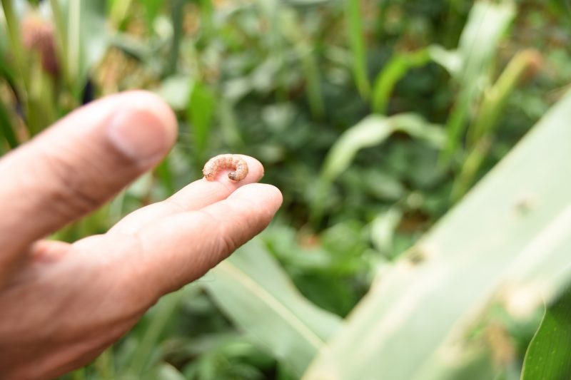 Fall armyworm fall armyworm