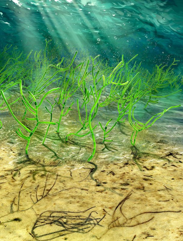 A computerized depiction of ancient green seaweed in the ocean, with the fossilized plants in the foreground.