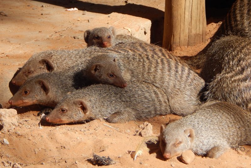 Several banded mongoose resting together.
