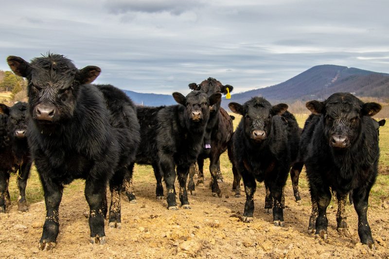 A herd of black cows stands with mountains in the background
