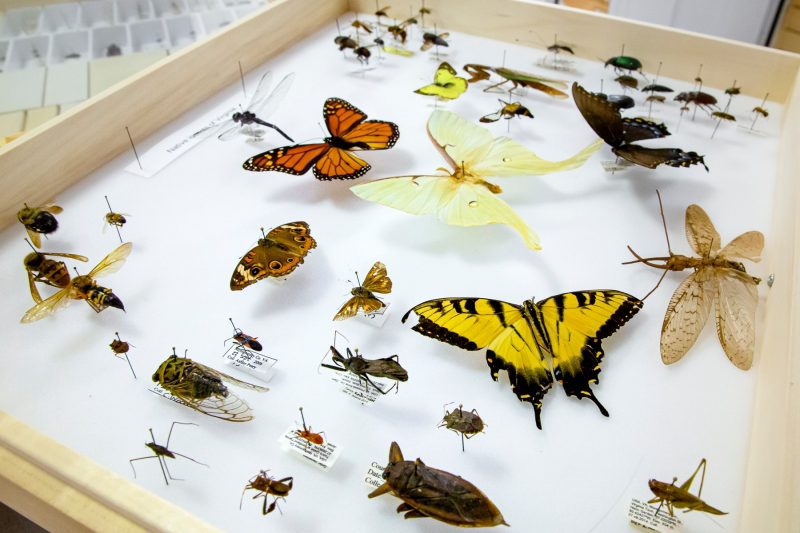 A sampling of specimens from the Virginia Tech Insect Collection. Photo by Trevor Finney.