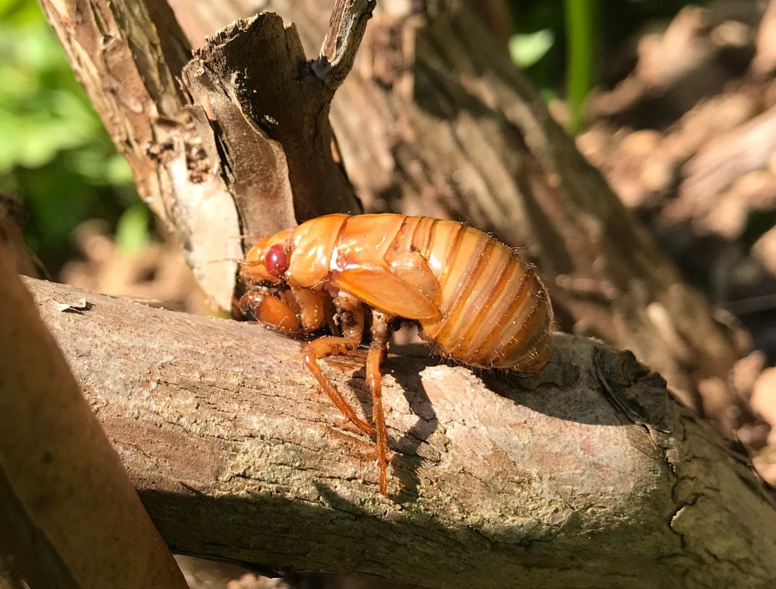 What’s that noise? The 17year cicadas are back Virginia Tech News