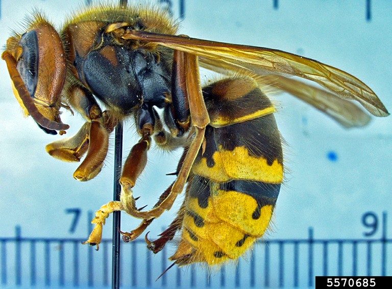 European hornet   Photo credit:Allan Smith-Pardo, Invasive Hornets, USDA APHIS PPQ, Bugwood.org 
