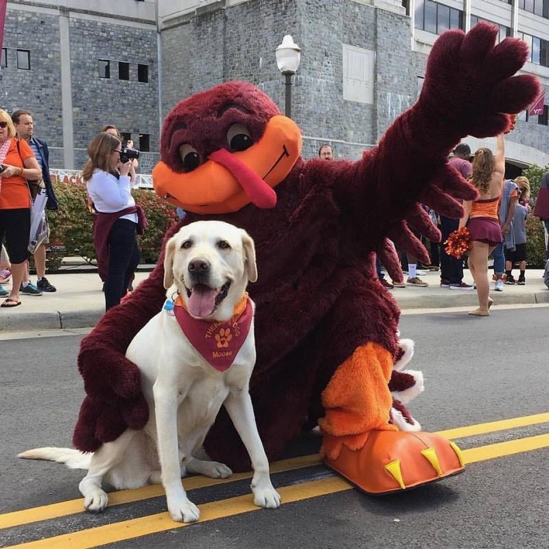 Moose, a Virginia Tech therapy dog, with the HokieBird.