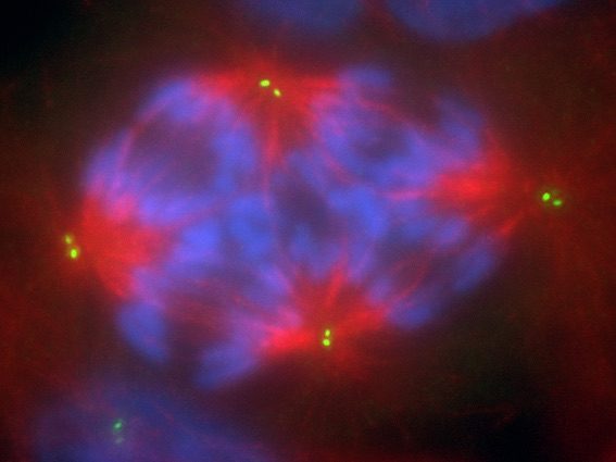 A Tetraploid RPE-1 mitotic cell. Centrioles are displayed in green (two dots at each centrosome/spindle pole); microtubules are displayed in red; chromosomes are displayed in blue. The image was acquired on a wide-field fluorescence microscope. Image courtesy of Daniela Cimini.