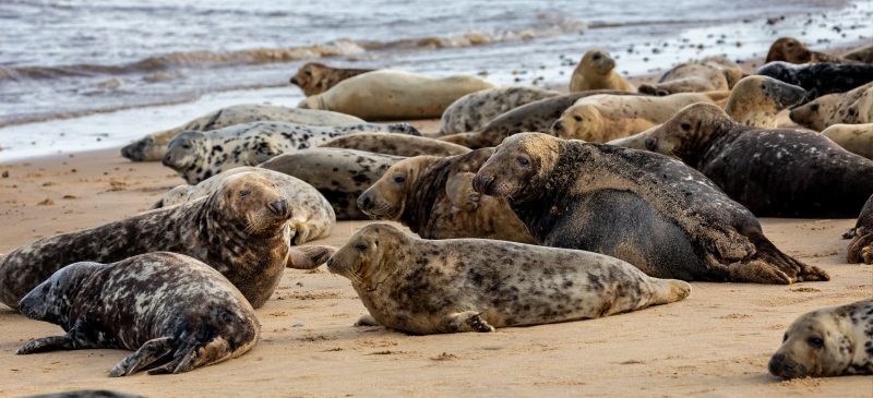 Group with various shapes and sizes of gray seal.