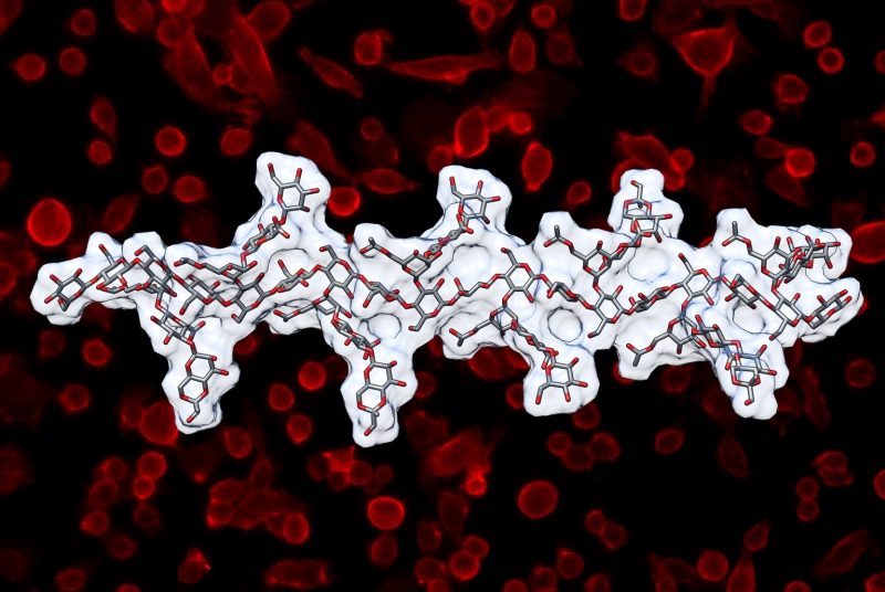 A graphic depiction of a glycan molecule overlaid on a photograph of human cells