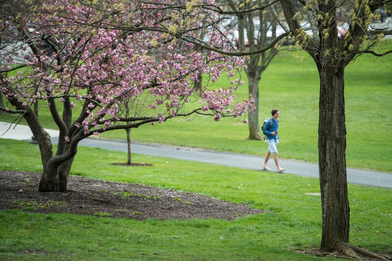 student strolling along the Drillfield on a spring day surrounded by blooming trees