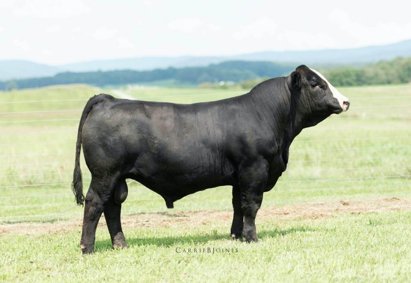 One of the cattle in the auction. Photo credit: Carrie Joines One of the cattle in the auction. Photo credit: Carrie Joines
