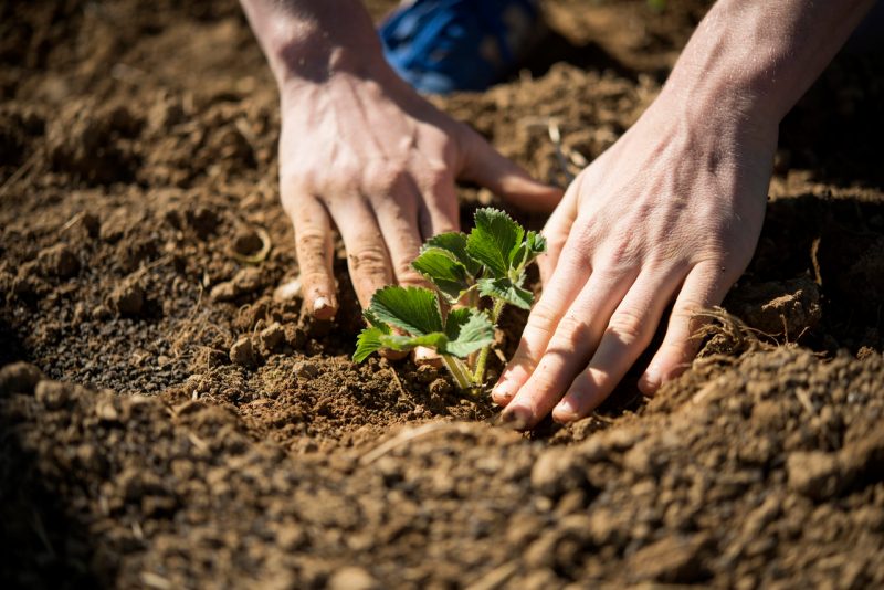 Students' hands planting a small plant in the ground.